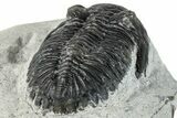 Bargain, Hollardops Trilobite Fossil - Ofaten, Morocco #287455-4